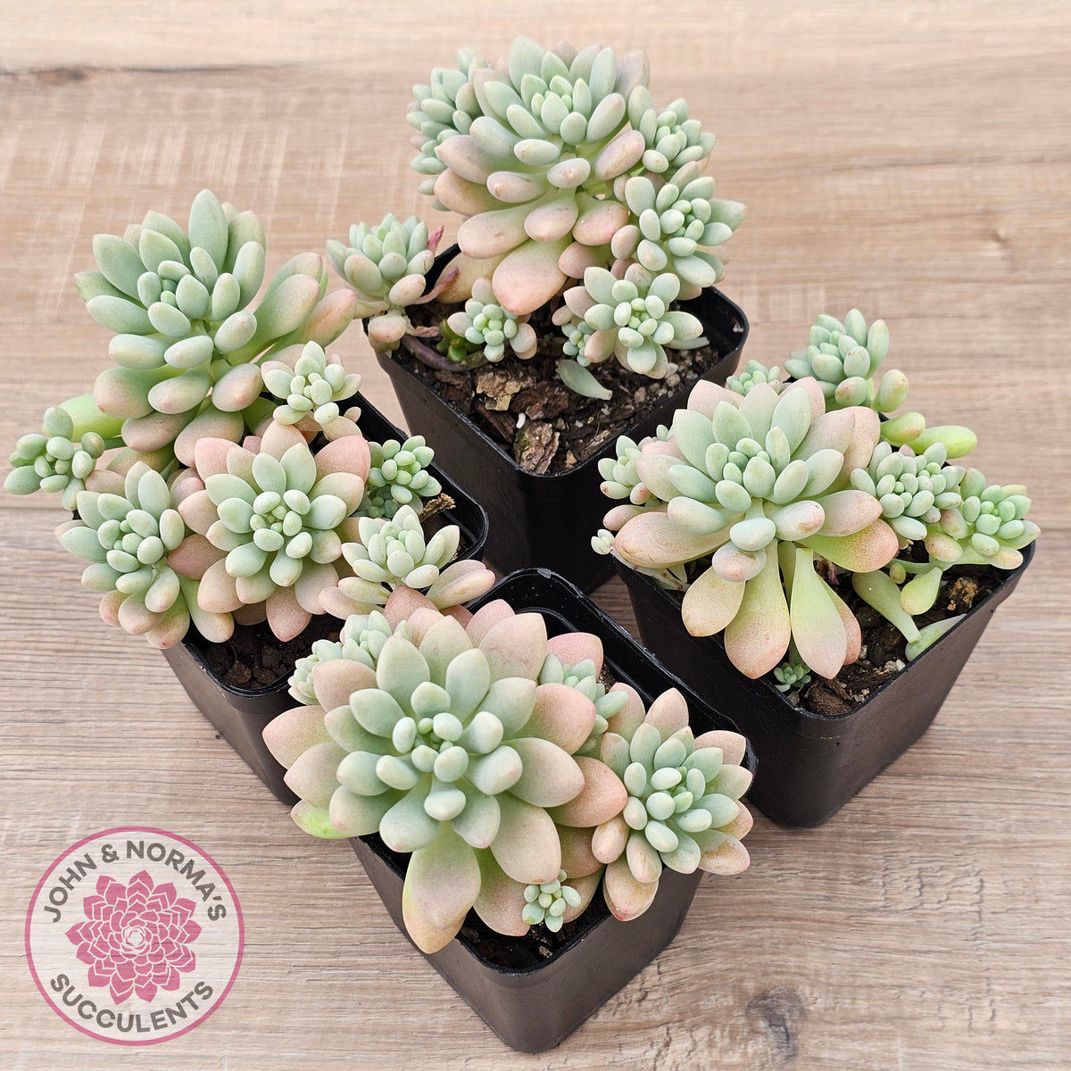 Echeveria 'Caviar'