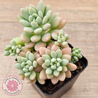 Echeveria 'Caviar'