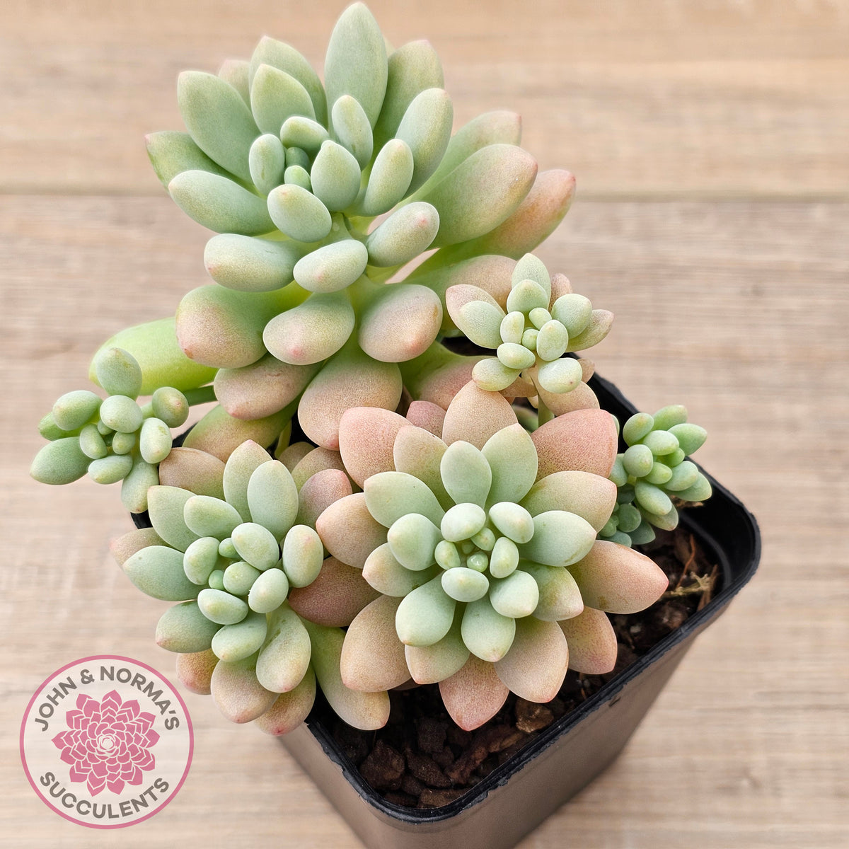 Echeveria 'Caviar'