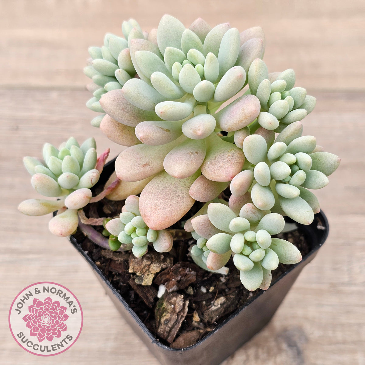 Echeveria 'Caviar'