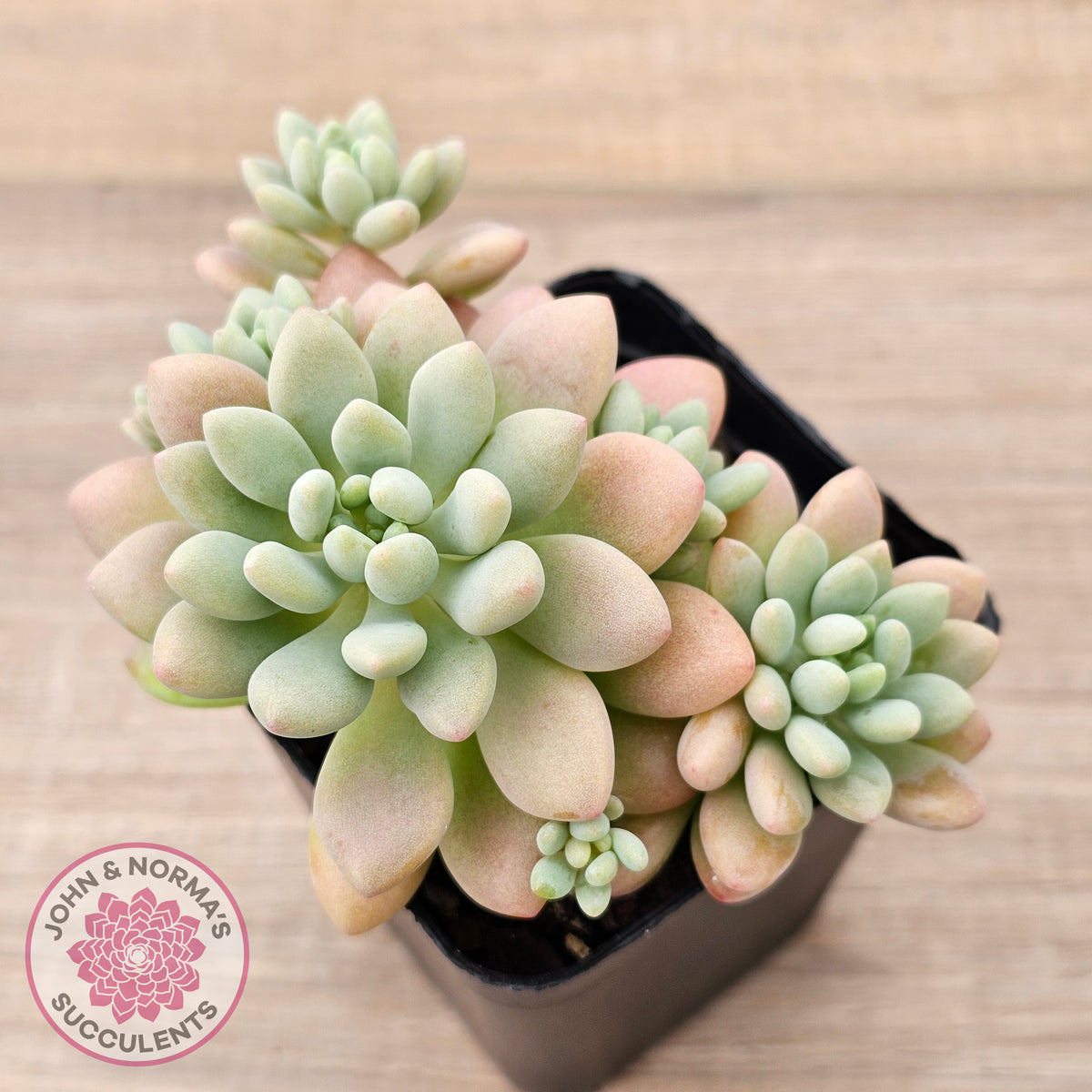 Echeveria 'Caviar'