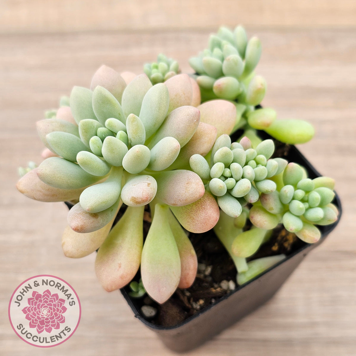 Echeveria 'Caviar'