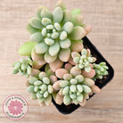 Echeveria 'Caviar'