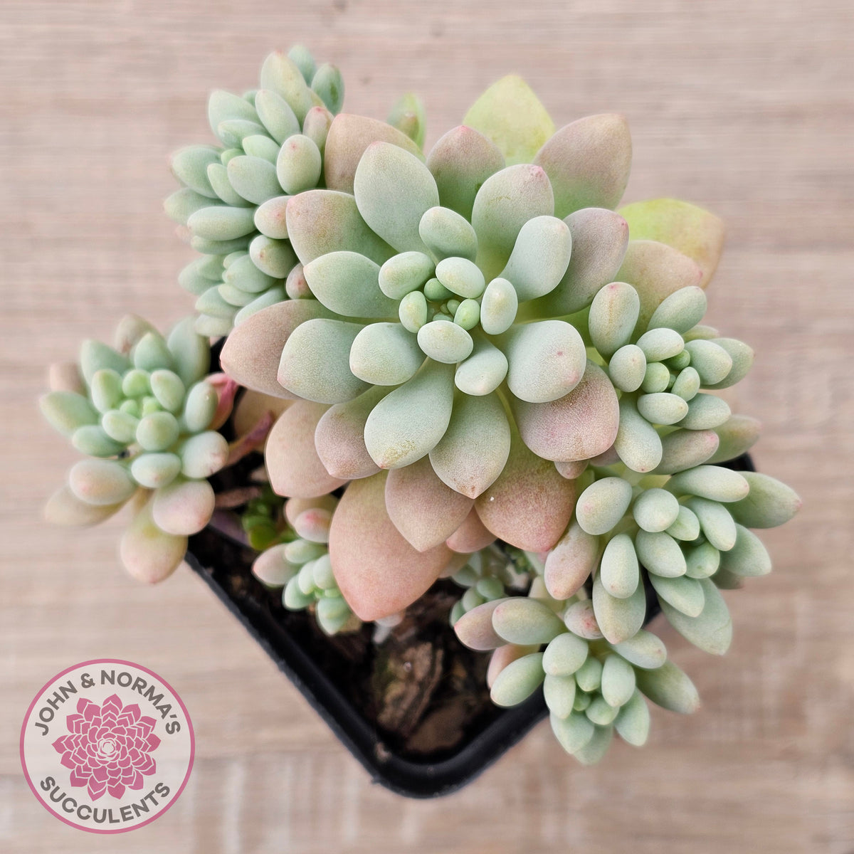 Echeveria 'Caviar'