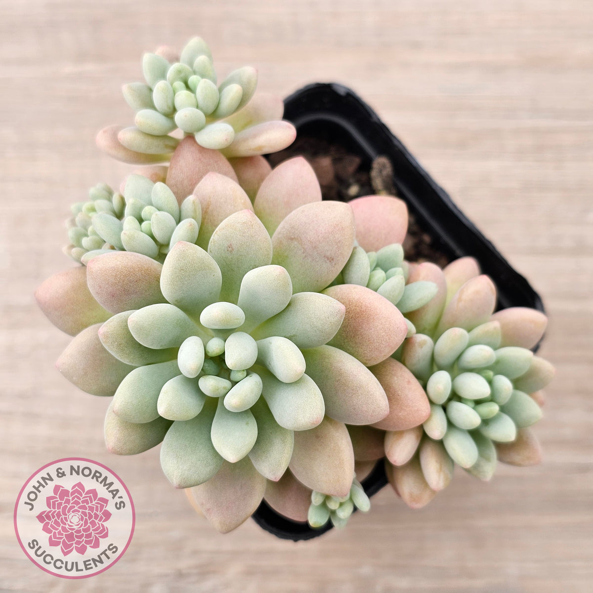Echeveria 'Caviar'
