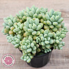 Echeveria 'Caviar'