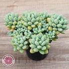 Echeveria 'Caviar'