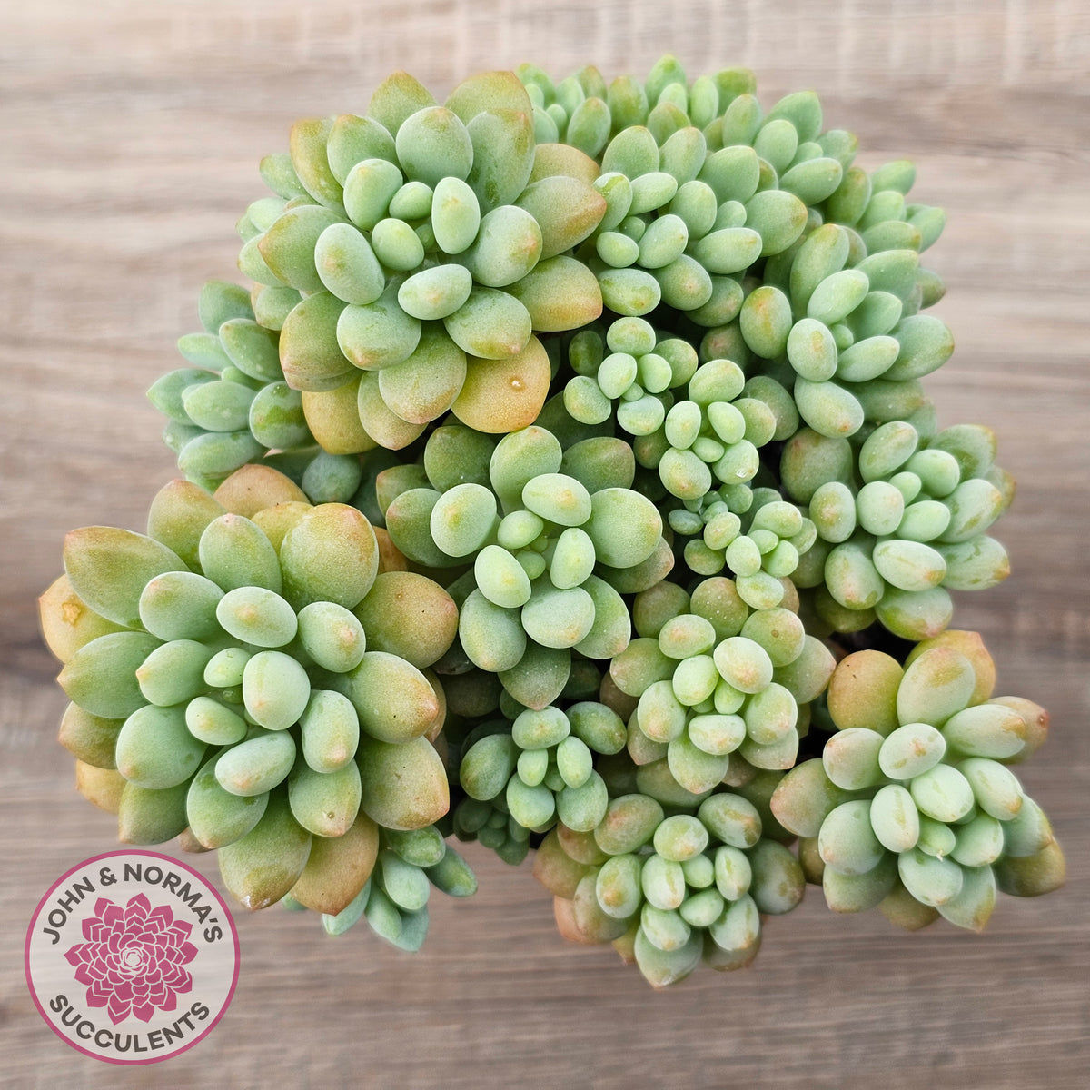 Echeveria 'Caviar'