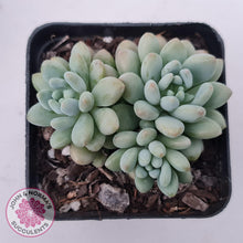 Load image into Gallery viewer, Echeveria &#39;Caviar&#39; - John &amp; Norma&#39;s Succulents Australia
