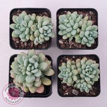 Load image into Gallery viewer, Echeveria &#39;Caviar&#39; - John &amp; Norma&#39;s Succulents Australia
