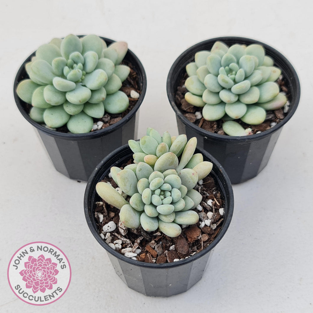 Echeveria 'Caviar' - John & Norma's Succulents Australia