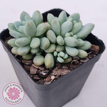 Load image into Gallery viewer, Echeveria &#39;Caviar&#39; - John &amp; Norma&#39;s Succulents Australia
