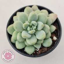 Load image into Gallery viewer, Echeveria &#39;Caviar&#39; - John &amp; Norma&#39;s Succulents Australia
