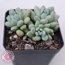 Load image into Gallery viewer, Echeveria &#39;Caviar&#39; - John &amp; Norma&#39;s Succulents Australia
