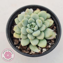 Load image into Gallery viewer, Echeveria &#39;Caviar&#39; - John &amp; Norma&#39;s Succulents Australia
