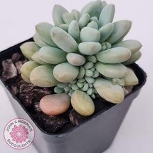 Load image into Gallery viewer, Echeveria &#39;Caviar&#39; - John &amp; Norma&#39;s Succulents Australia
