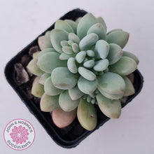 Load image into Gallery viewer, Echeveria &#39;Caviar&#39; - John &amp; Norma&#39;s Succulents Australia
