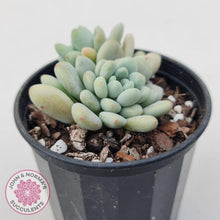 Load image into Gallery viewer, Echeveria &#39;Caviar&#39; - John &amp; Norma&#39;s Succulents Australia
