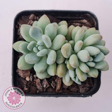 Load image into Gallery viewer, Echeveria &#39;Caviar&#39; - John &amp; Norma&#39;s Succulents Australia
