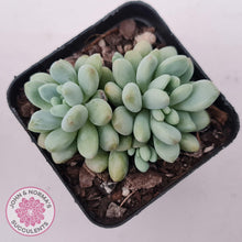 Load image into Gallery viewer, Echeveria &#39;Caviar&#39; - John &amp; Norma&#39;s Succulents Australia
