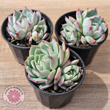 Load image into Gallery viewer, Echeveria chihuahuaensis
