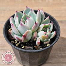 Load image into Gallery viewer, Echeveria chihuahuaensis
