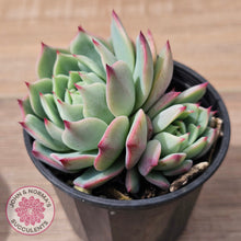 Load image into Gallery viewer, Echeveria chihuahuaensis
