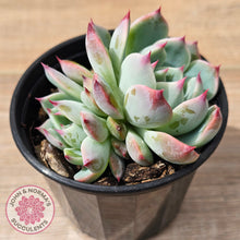 Load image into Gallery viewer, Echeveria chihuahuaensis
