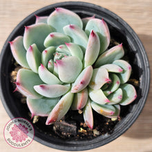 Load image into Gallery viewer, Echeveria chihuahuaensis
