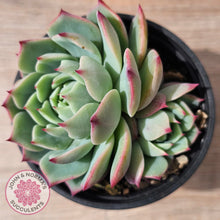 Load image into Gallery viewer, Echeveria chihuahuaensis
