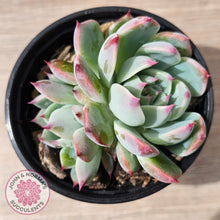 Load image into Gallery viewer, Echeveria chihuahuaensis
