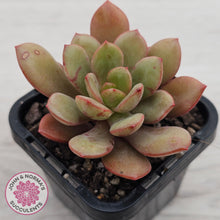 Load image into Gallery viewer, Echeveria Chocolate Cube
