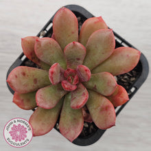 Load image into Gallery viewer, Echeveria Chocolate Cube
