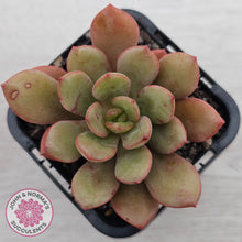Load image into Gallery viewer, Echeveria Chocolate Cube

