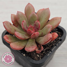 Load image into Gallery viewer, Echeveria Chocolate Cube
