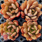 Echeveria Chocolate Cube - Cutting
