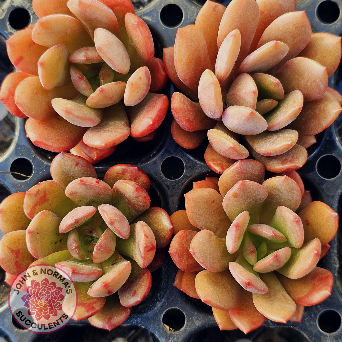 Echeveria Chocolate Cube - Cutting