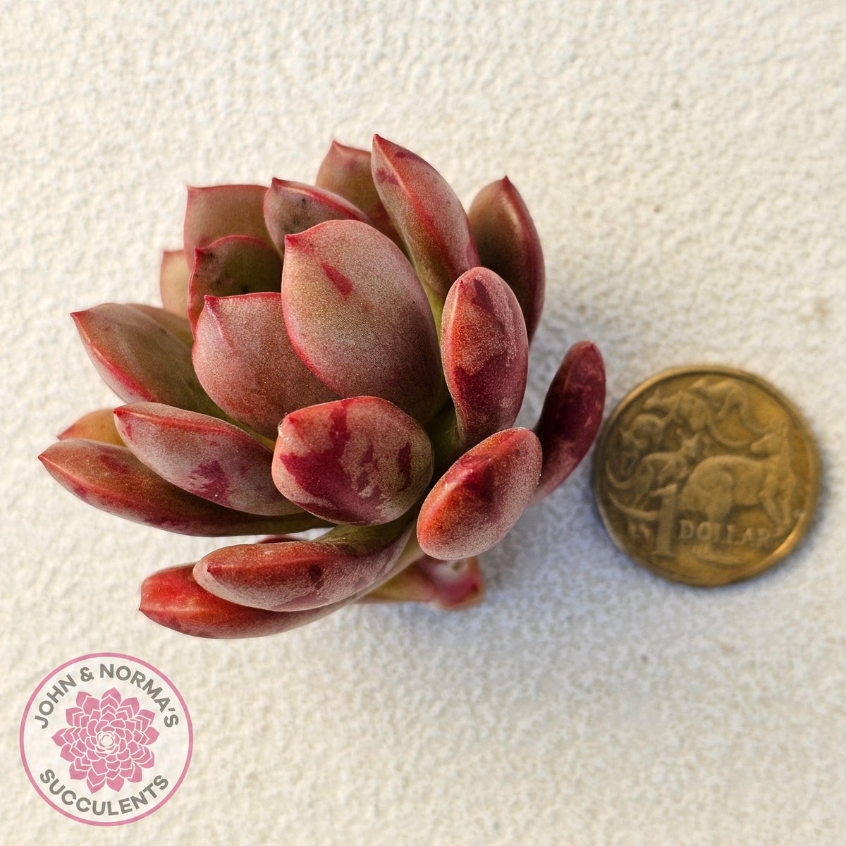 Echeveria Chocolate Cube - Cutting