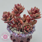 Echeveria Chocolate Cube