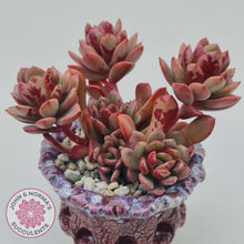 Load image into Gallery viewer, Mature Echeveria Chocolate Cube plant displayed in complimentary ceramic pot
