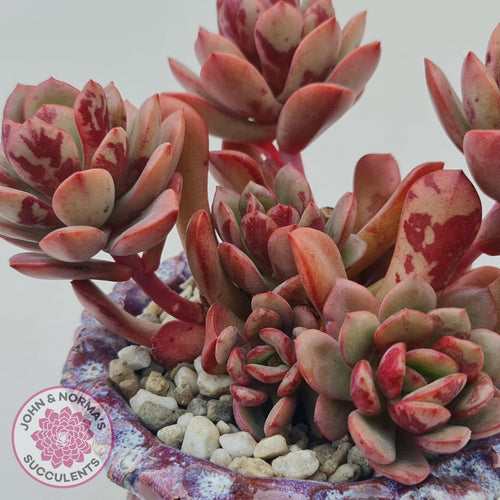 Close up of Echeveria Chocolate Cube leaves showing stunning deep chocolate mottling on leaves