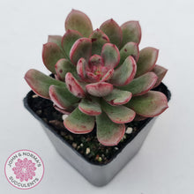 Load image into Gallery viewer, Echeveria Chocolate Cube
