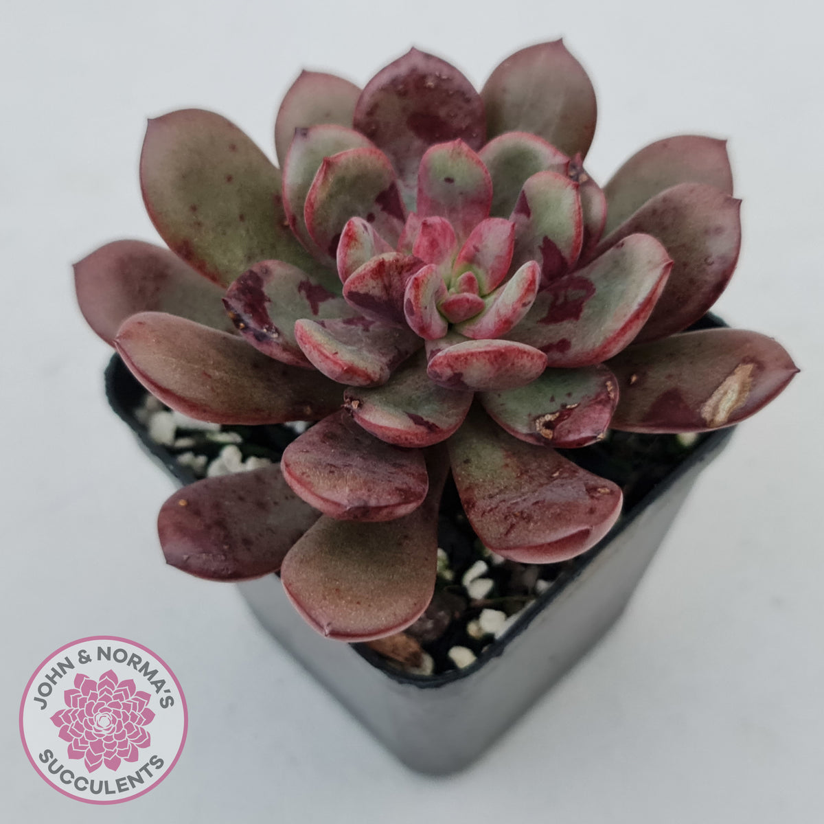 Echeveria Chocolate Cube