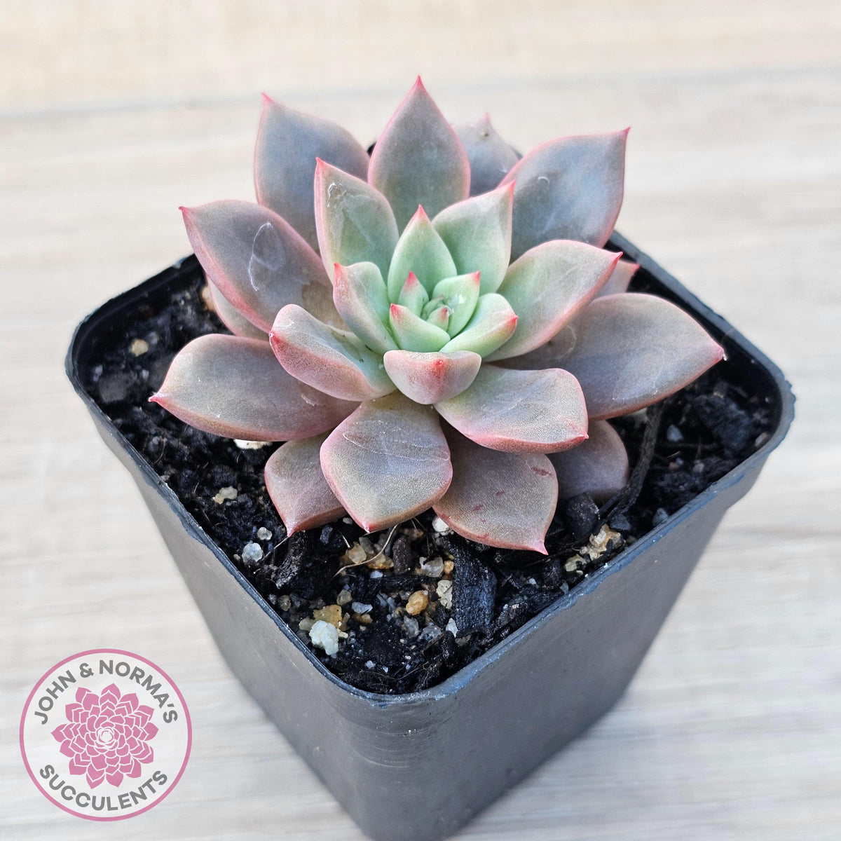 Echeveria 'Chocolate Lady'