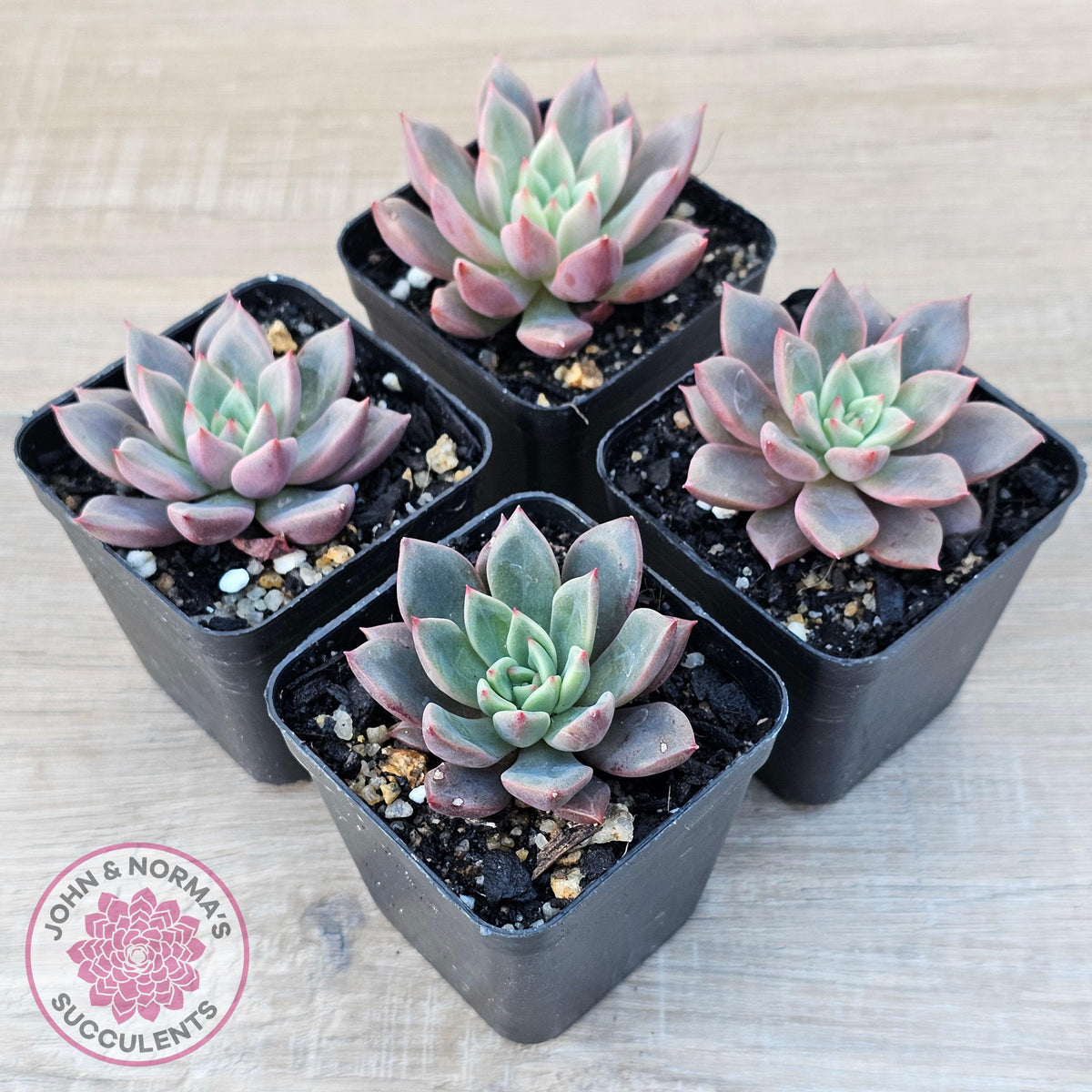 Echeveria 'Chocolate Lady'