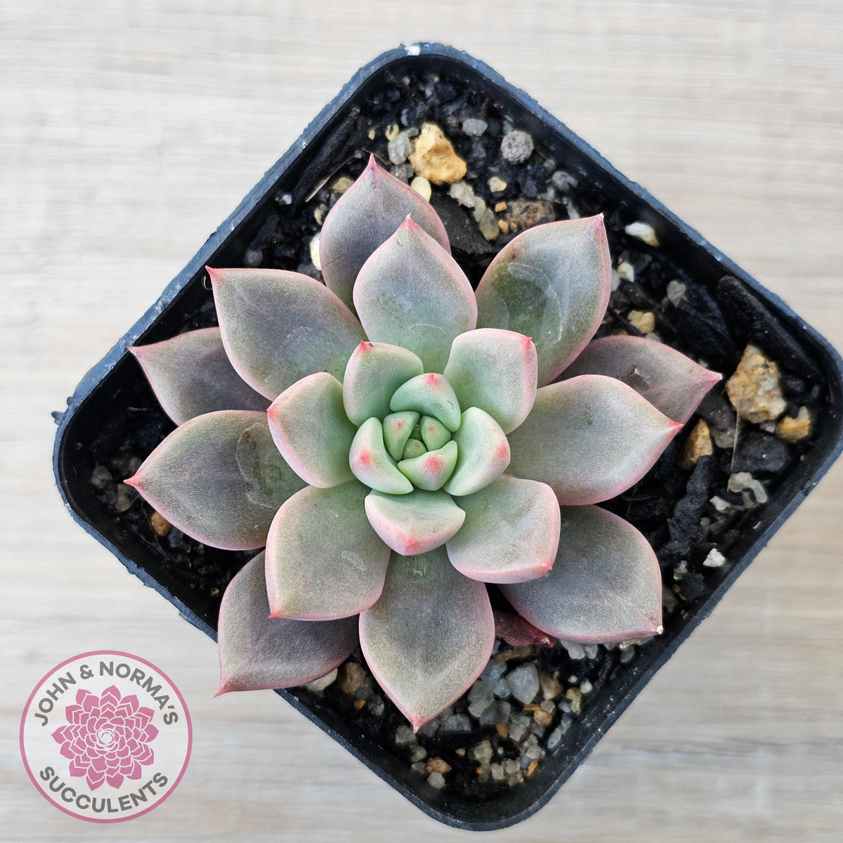 Echeveria 'Chocolate Lady'
