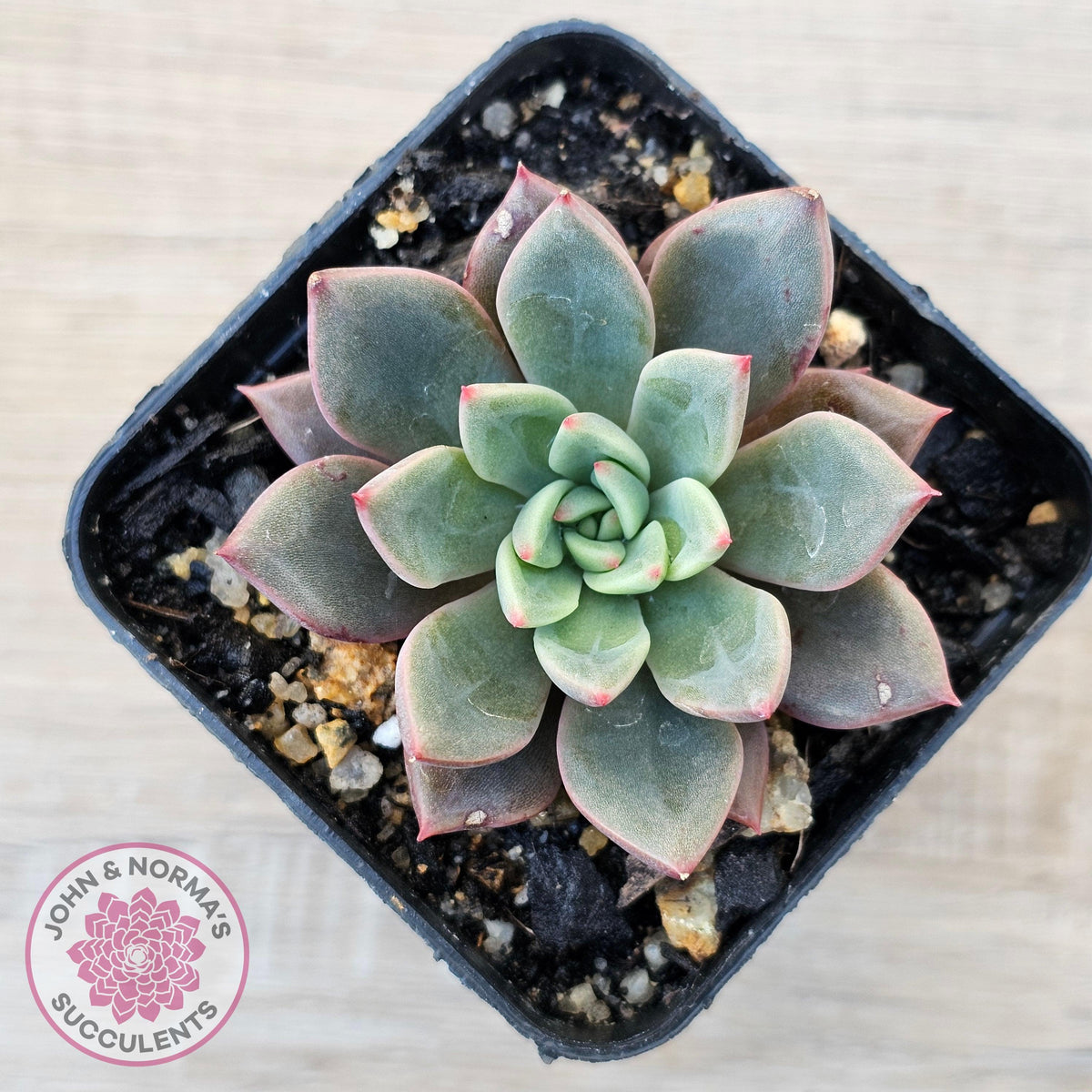 Echeveria 'Chocolate Lady'