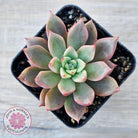 Echeveria 'Chocolate Lady'