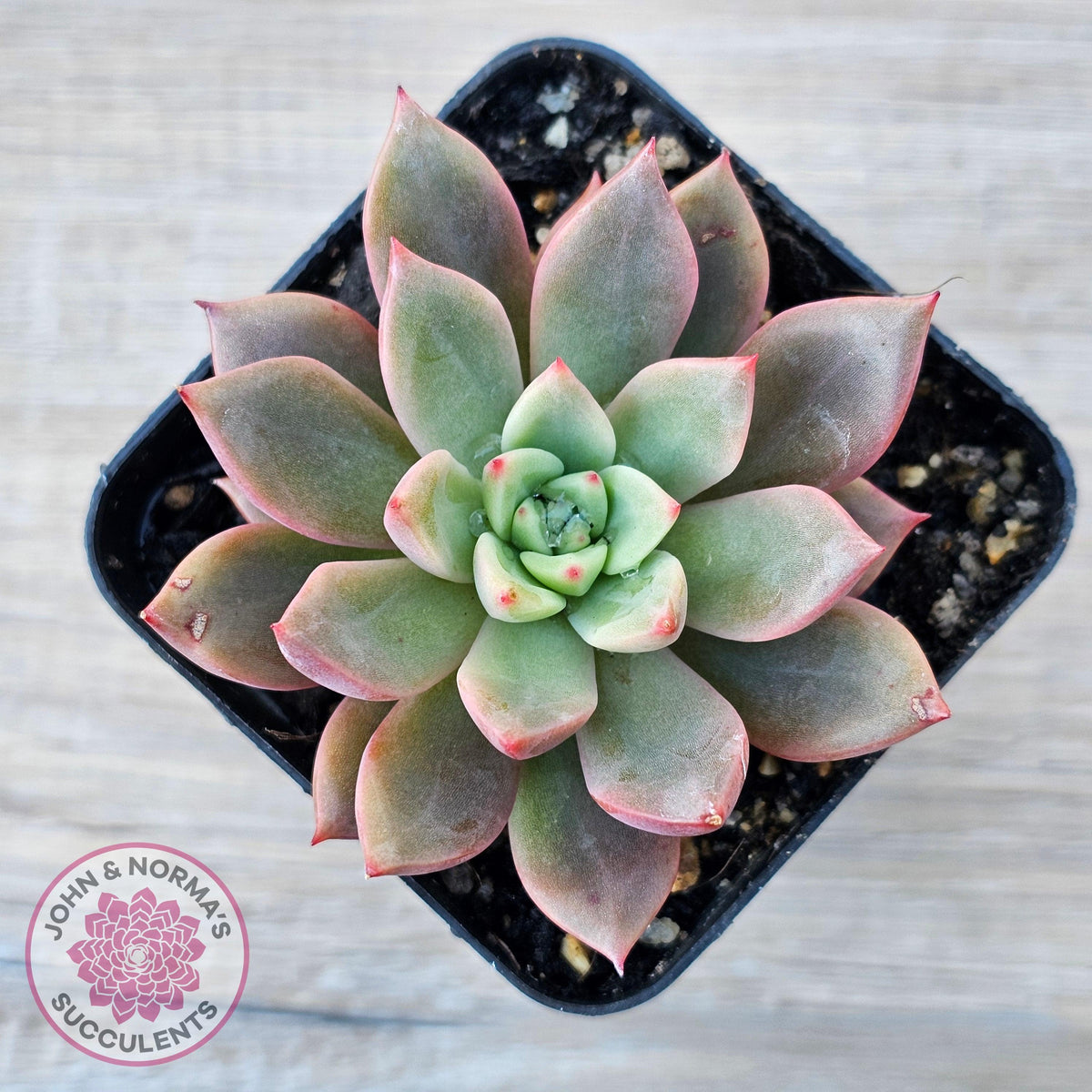 Echeveria 'Chocolate Lady'