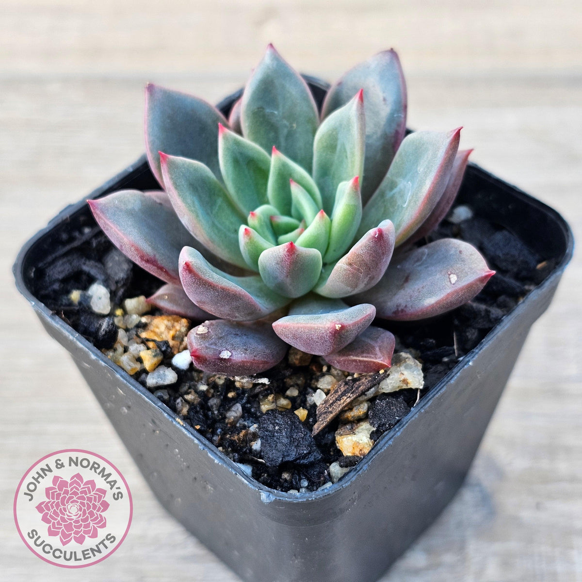 Echeveria 'Chocolate Lady'